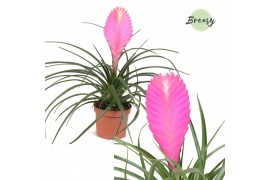 Tillandsia cyanea vincent