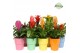 Bromelia mix Cancun keramiek - Cupcake mix 