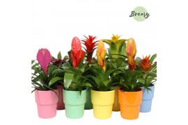 Bromelia mix Cancun keramiek - Cupcake mix
