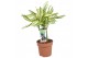 Dracaena fragrans Diamond Dream - 3pp - Carroussel 