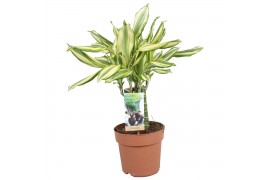 Dracaena fragrans Diamond Dream - 3pp - Carroussel