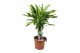 Dracaena fragr. golden coast 3pp - Carroussel 