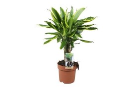 Dracaena fragr. golden coast 3pp - Carroussel