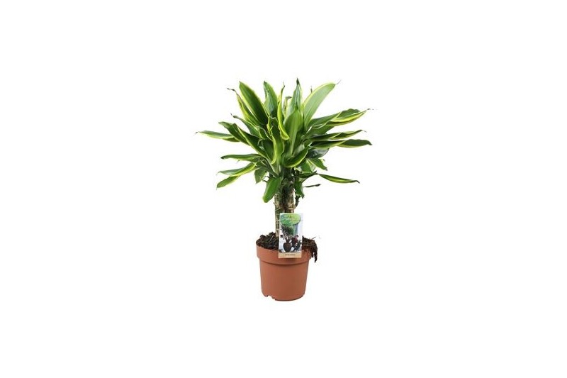 Dracaena fragr. golden coast 3pp - Carroussel 