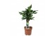 Dracaena fragr. steudneri 3pp - Carroussel 