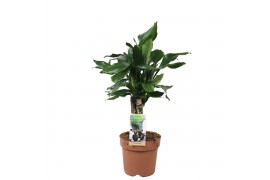 Dracaena fragr. steudneri 3pp - Carroussel