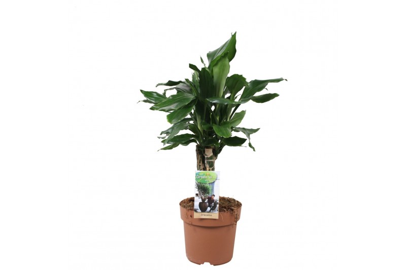 Dracaena fragr. steudneri 3pp - Carroussel 