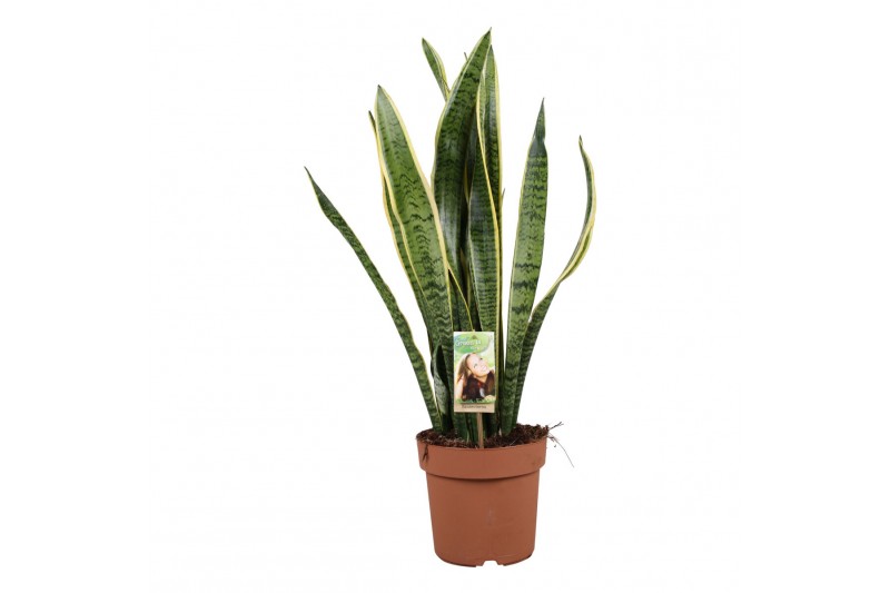Sansevieria trifasciata laurentii 