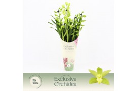 Cymbidium Green Arrow - 4 tak - Exclusiva Orchidea Potcover