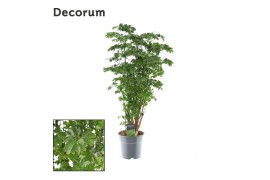 Polycias roble vertakt decorum