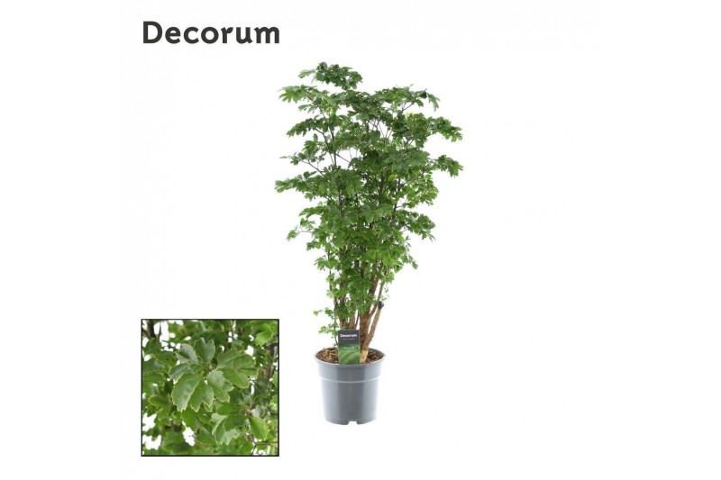 Polycias roble vertakt decorum 