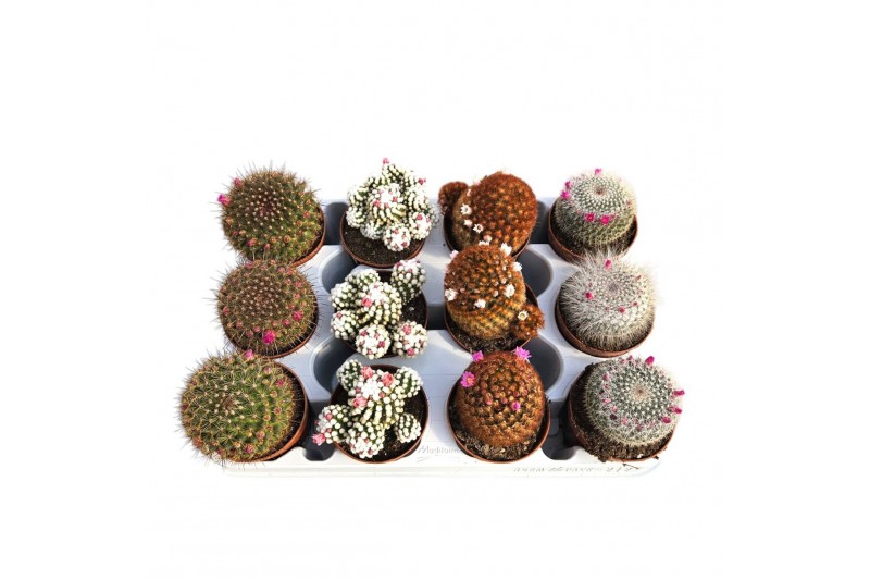 Cactus bloeiend mix Sierras® - Cactus Flowering Mix 