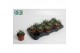 Haworthia fasciata big band 