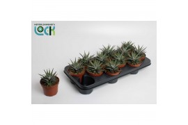 Haworthia fasciata big band