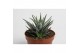 Haworthia fasciata big band 