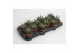 Haworthia fasciata big band 