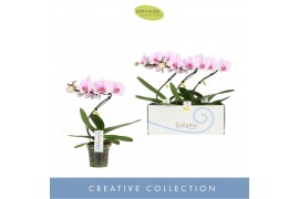 Phalaenopsis balletto curl 1 tak