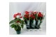 Anthurium andr. madural basic  80-85 cm 