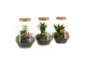 Arrangementen kamerplanten 90450: terrarium 