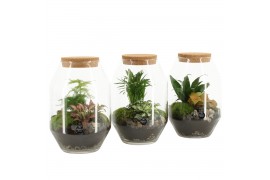 Arrangementen kamerplanten 90450: terrarium