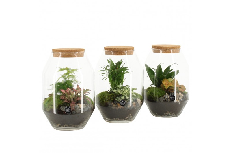 Arrangementen kamerplanten 90450: terrarium 