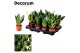 Sansevieria trifasciata dwarf decorum 
