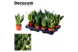 Sansevieria trifasciata dwarf decorum