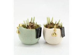 Arrangementen kamerplanten PNCR-2525 Paas narcis creatie 1 pp