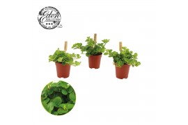 Peperomia rotundifolia