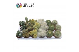 Cactus mix Sierras® - Granada Cactus Mix (Prime)