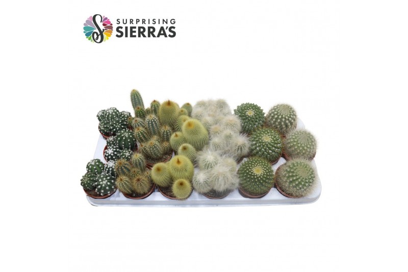 Cactus mix Sierras® - Granada Cactus Mix (Prime) 