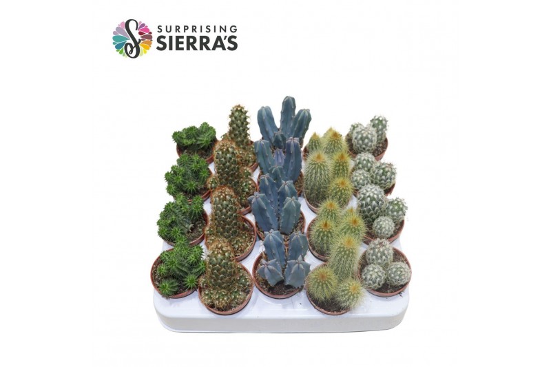 Cactus mix Sierras® - Granada Cactus Mix (Prime) 1 pp Cactus mix Sierras® - Granada Cactus Mix (Prime) 1 pp