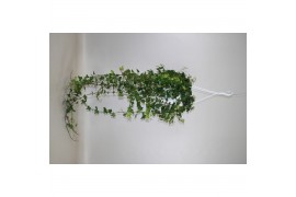 Hedera anna helix 17pp - 90-100cm Rank - Hangpot XXL