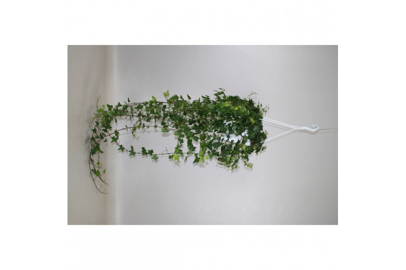 Hedera anna helix 17pp - 90-100cm Rank - Hangpot XXL Hedera anna helix 17pp - 90-100cm Rank - Hangpot XXL