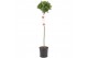 Laurus nobilis Laurus nobilis Bol op stam 25 cm diameter 5000 gram 