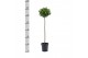 Laurus nobilis Laurus nobilis Bol op stam 25 cm diameter 5000 gram 