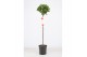 Laurus nobilis Laurus nobilis Bol op stam 25 cm diameter 5000 gram 