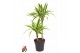 Dracaena fragr. der. lemon lime 45-15 