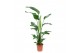 Strelitzia nicolai 