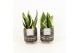 Sansevieria trifasciata futura superba in maya pot 