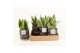 Sansevieria trifasciata futura superba in maya pot 