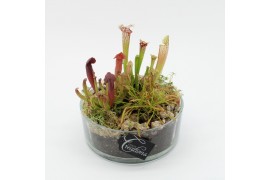 Vleesetende planten CARNI-2510 Carni creatie 3 pp