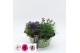 Arrangementen campanula CACR-2517 Campanula creatie 3 pp 