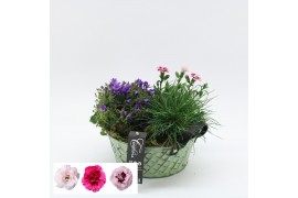 Arrangementen campanula CACR-2517 Campanula creatie 3 pp