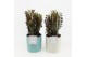 Euphorbia trigona rubra in tess keramiek 