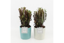 Euphorbia trigona rubra in tess keramiek