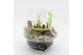 Vleesetende planten CARNI-2514 Carni creatie 2 pp