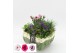 Arrangementen campanula CACR-2516 Campanula creatie 4 pp 