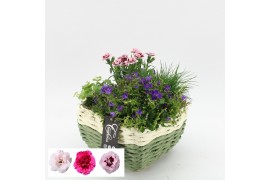 Arrangementen campanula CACR-2516 Campanula creatie 4 pp