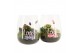Arrangementen kamerplanten 21784: Valentines day arrangement 2 pp 